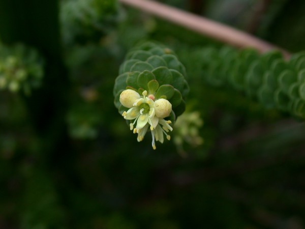 Wild Flower
